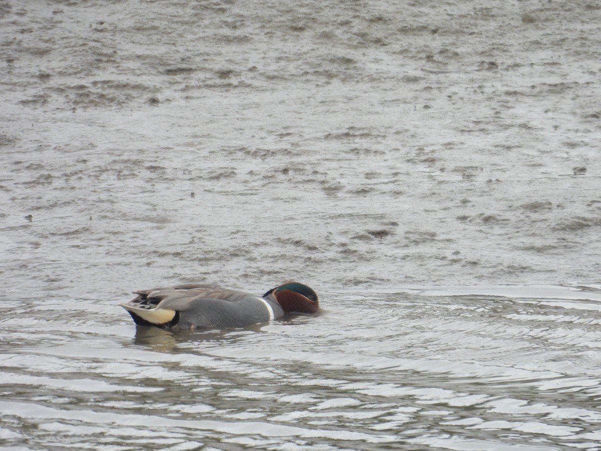 Green-winged Teal - ML615338224