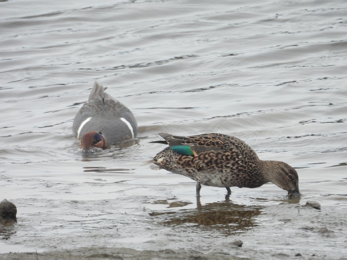 Green-winged Teal - ML615338225