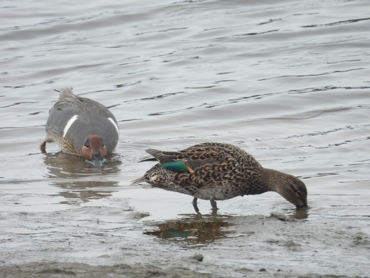 Green-winged Teal - ML615338226