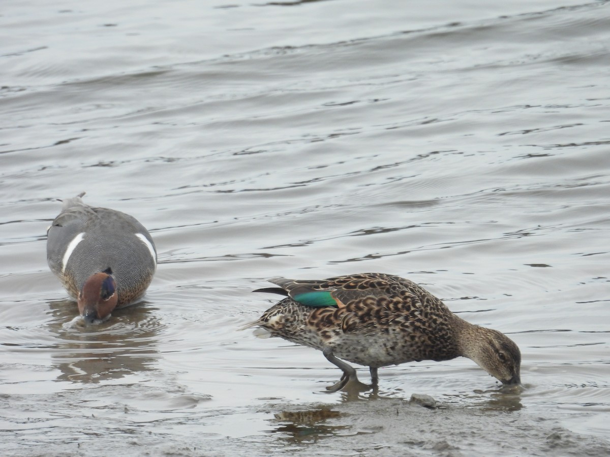 Green-winged Teal - ML615338227
