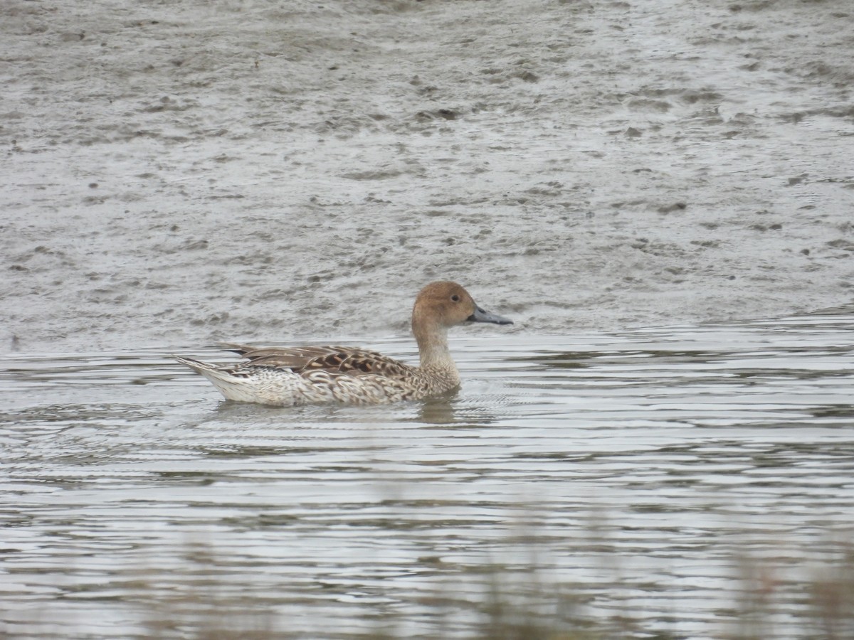 Northern Pintail - ML615338237