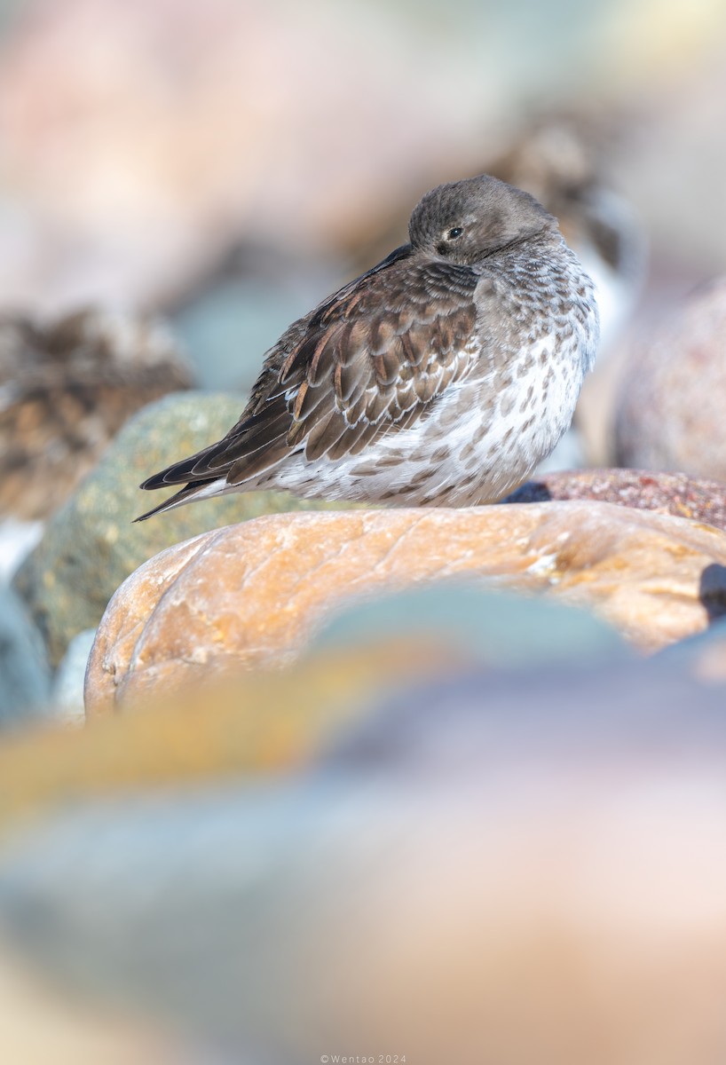 Purple Sandpiper - Wentao Yang