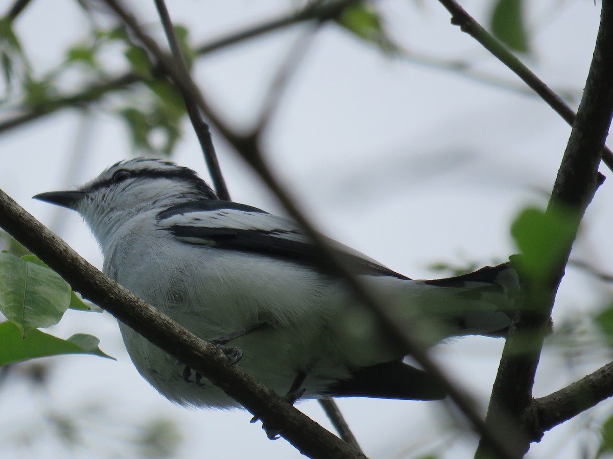 Pied Triller - Rafa Leal