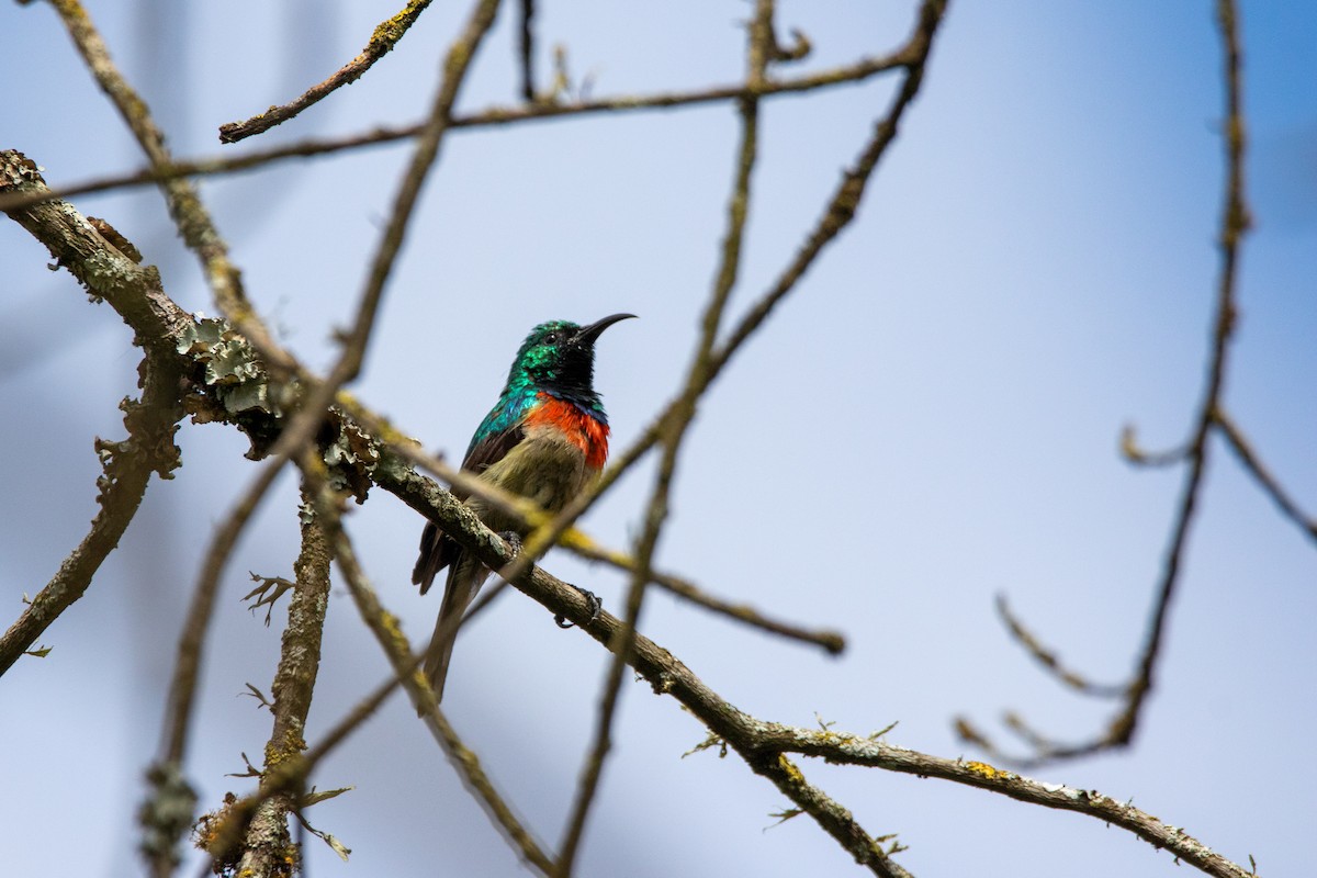 Eastern Double-collared Sunbird - Nathan Mixon