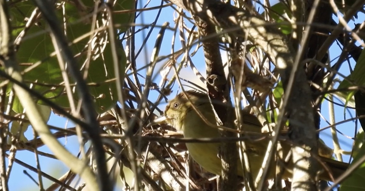 Olive Bulbul - Hervé JACOB