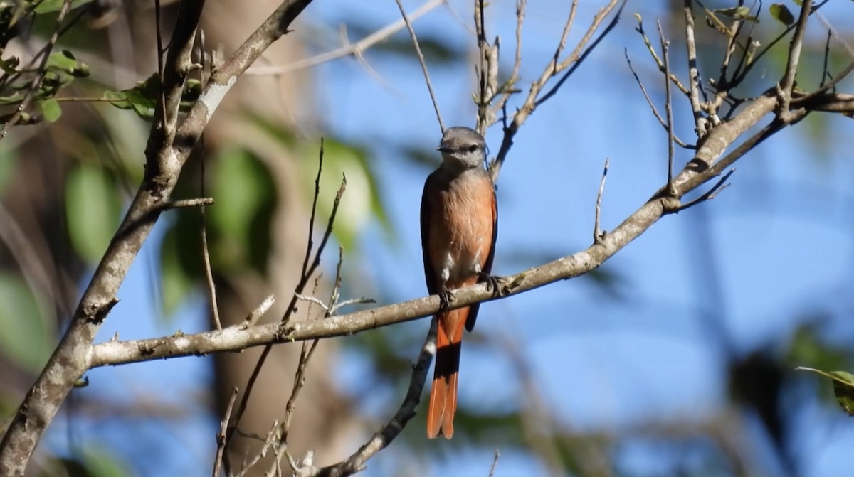 粉紅山椒鳥 - ML615338324