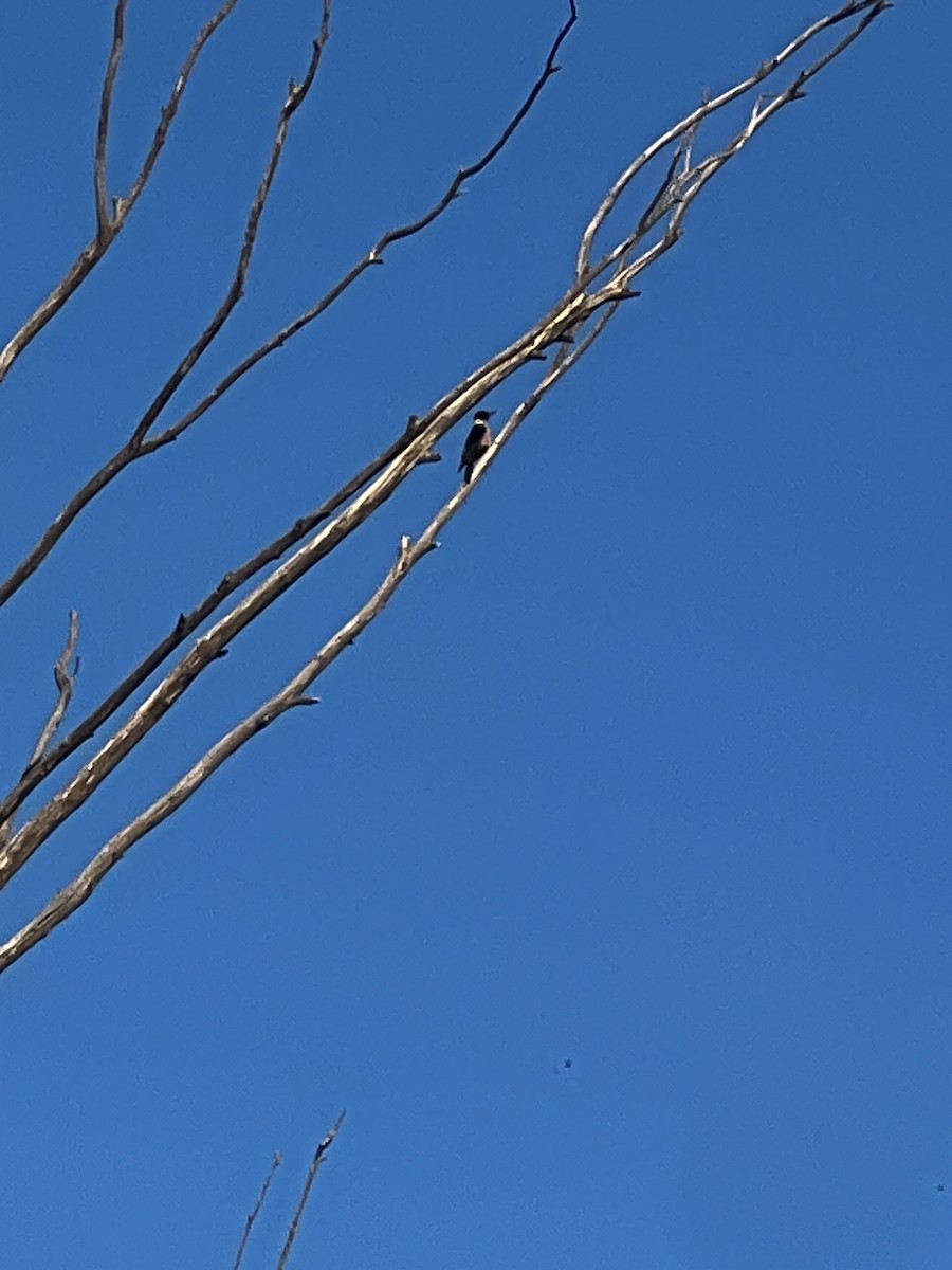 Lewis's Woodpecker - ML615338325