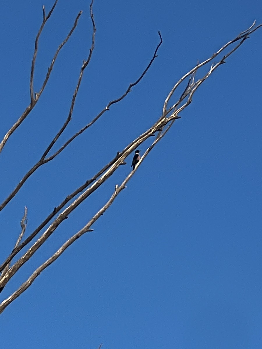 Lewis's Woodpecker - ML615338326