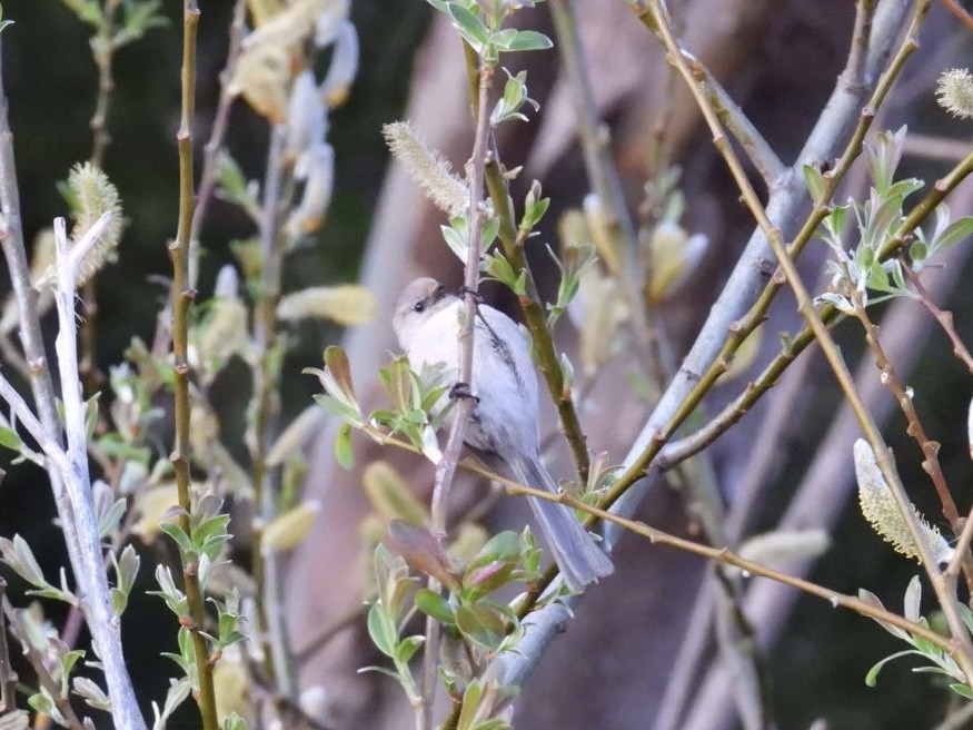 Bushtit - Tiffany Erickson