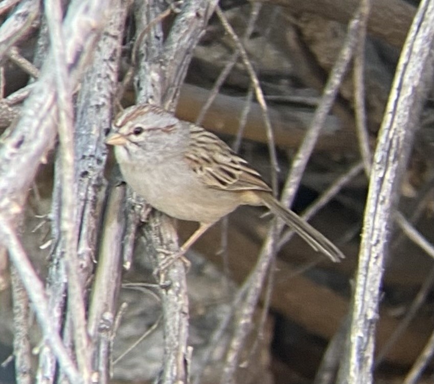 Rufous-winged Sparrow - ML615338361