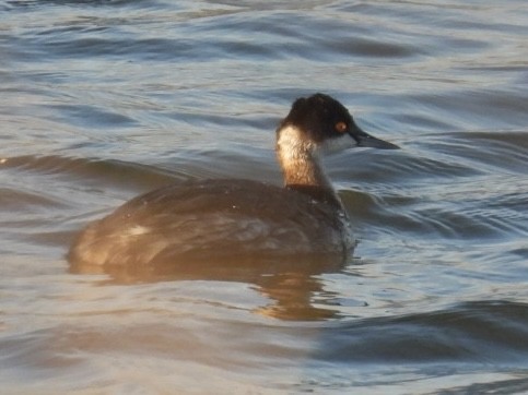 Eared Grebe - ML615338375