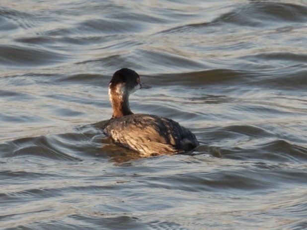 Eared Grebe - ML615338377