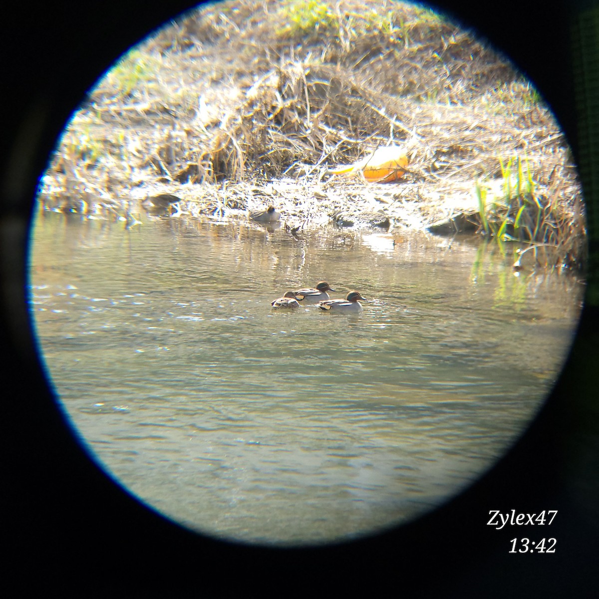 Green-winged Teal (Eurasian) - Dusky Thrush