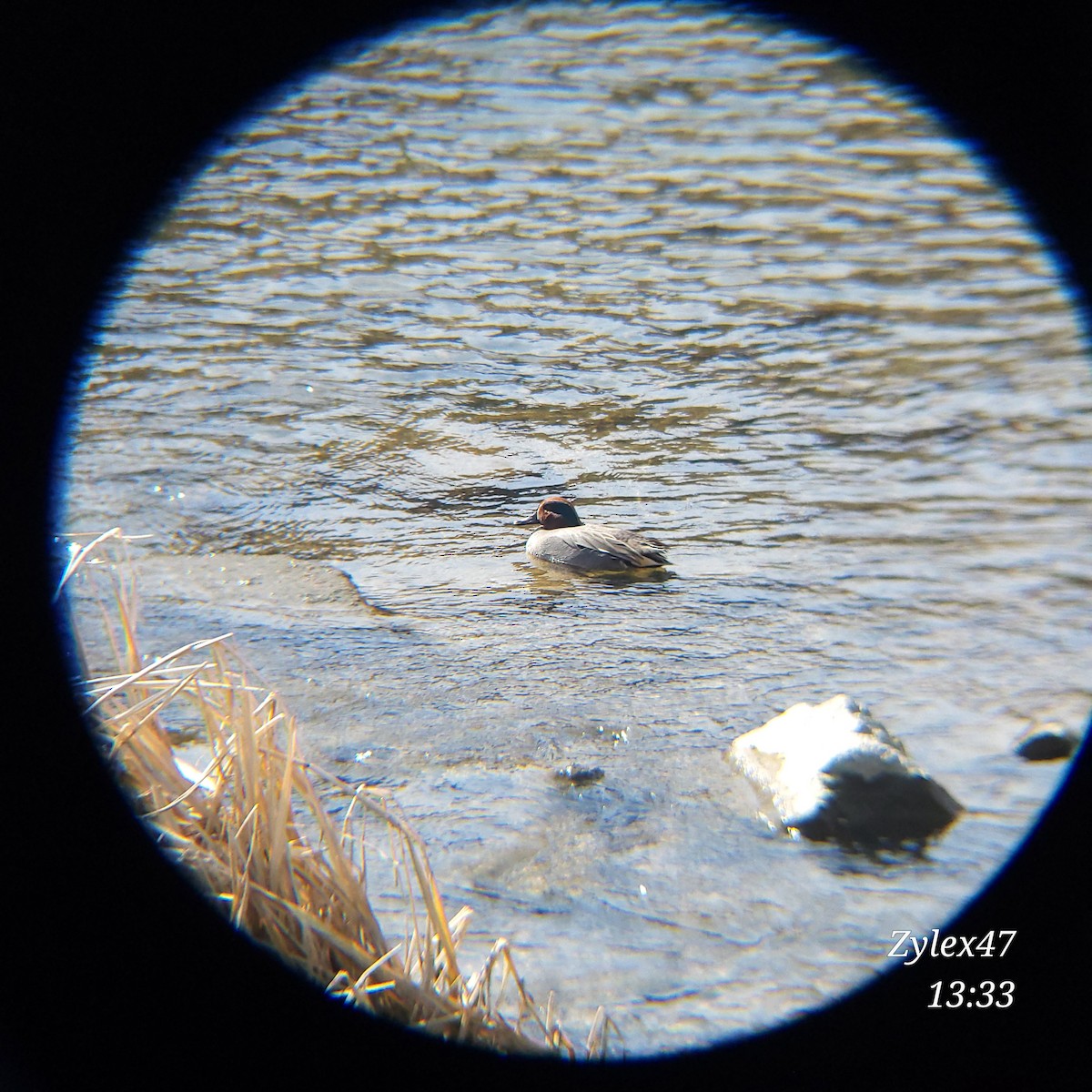 Green-winged Teal (Eurasian) - Dusky Thrush