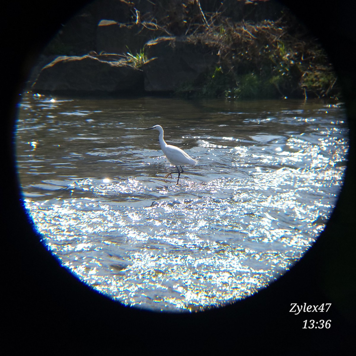 Little Egret - Dusky Thrush