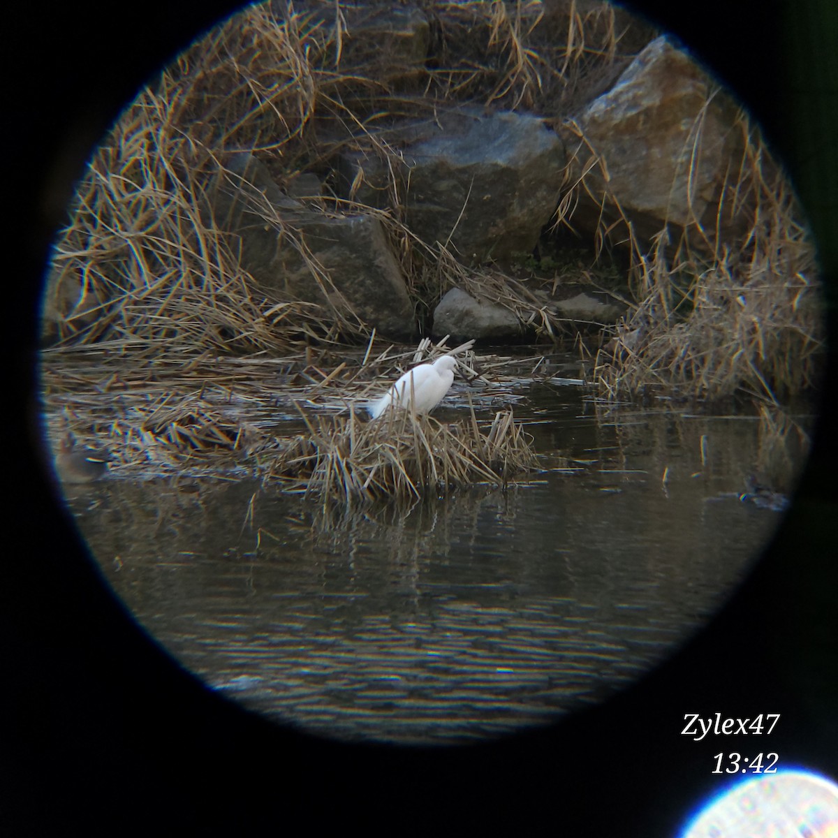 Little Egret - Dusky Thrush