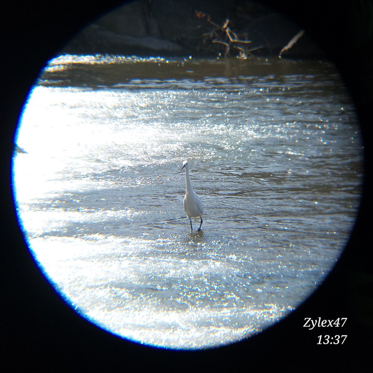 Little Egret - Dusky Thrush