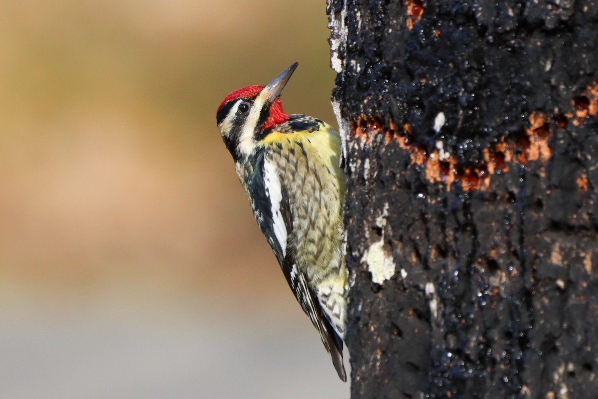 Yellow-bellied Sapsucker - ML615338412