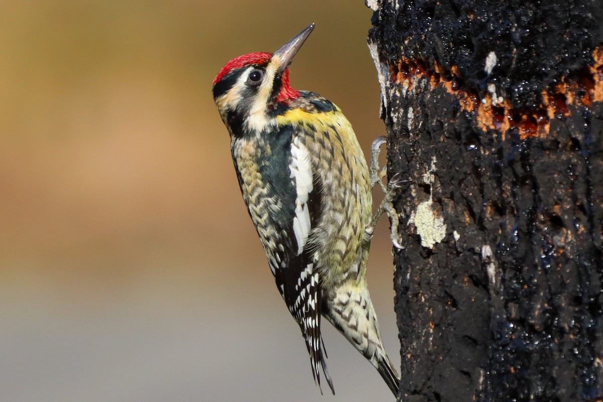 Yellow-bellied Sapsucker - ML615338413
