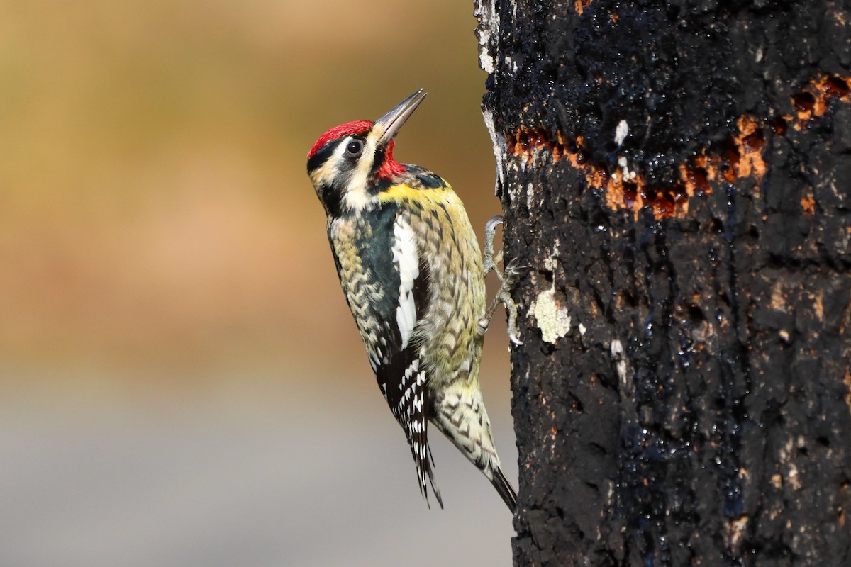 Yellow-bellied Sapsucker - ML615338414