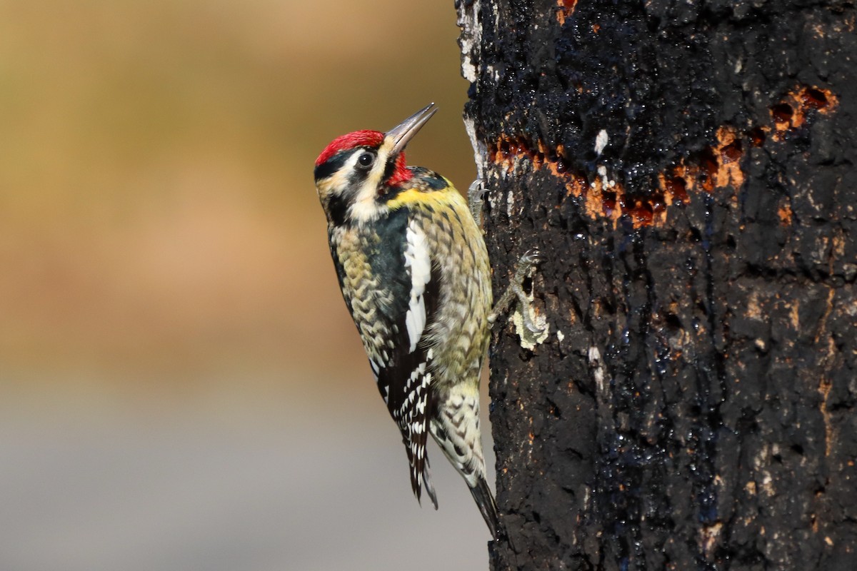 Yellow-bellied Sapsucker - ML615338415