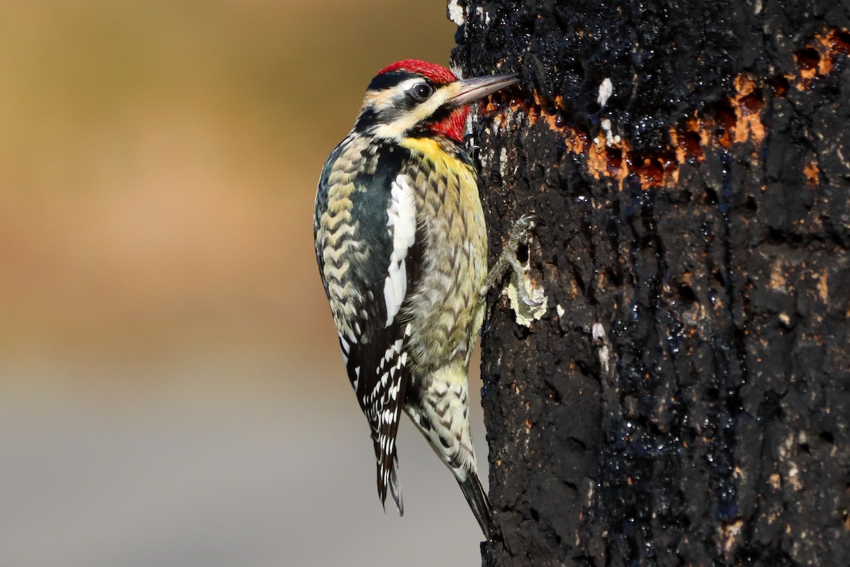 Yellow-bellied Sapsucker - ML615338417