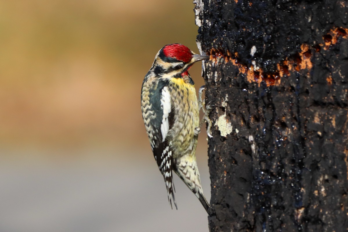 Yellow-bellied Sapsucker - ML615338418