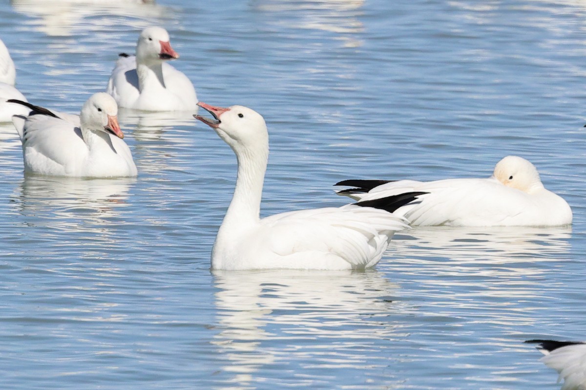 Snow Goose - ML615338438