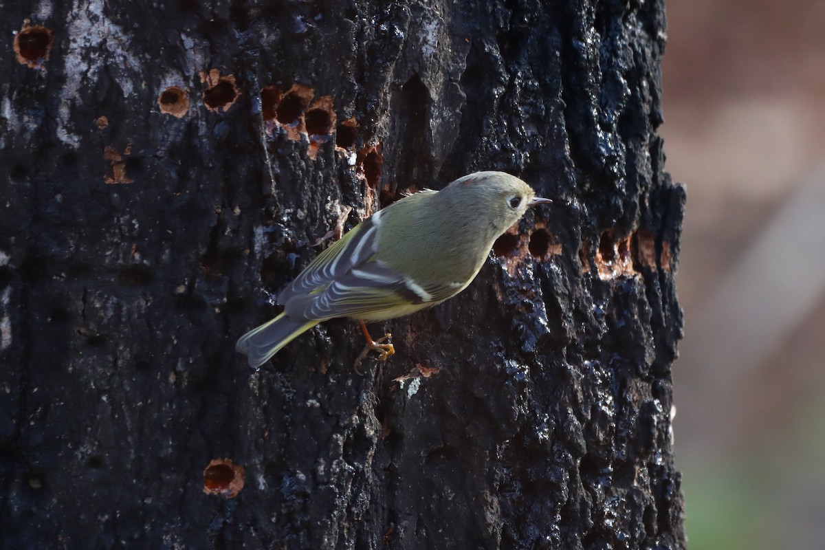 Ruby-crowned Kinglet - ML615338442