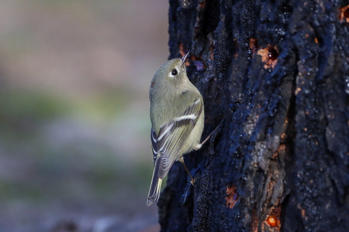 Ruby-crowned Kinglet - ML615338443