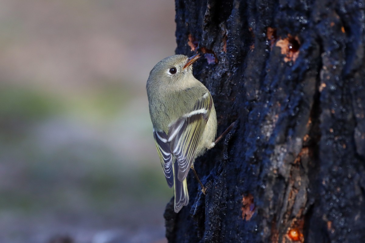 Ruby-crowned Kinglet - ML615338445