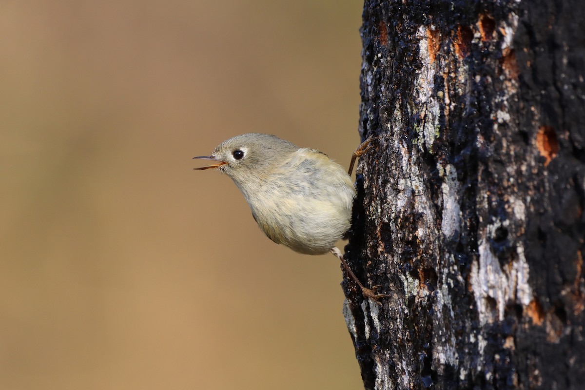 Ruby-crowned Kinglet - ML615338446