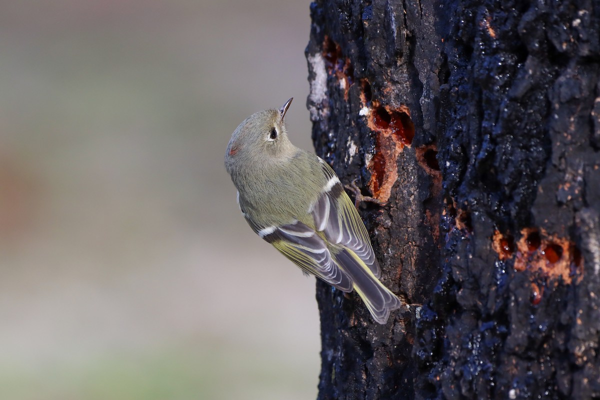 Ruby-crowned Kinglet - ML615338448