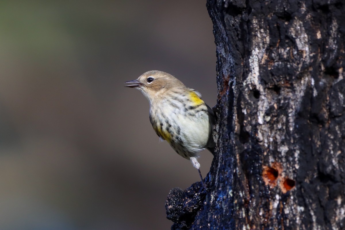 Yellow-rumped Warbler (Myrtle) - ML615338456