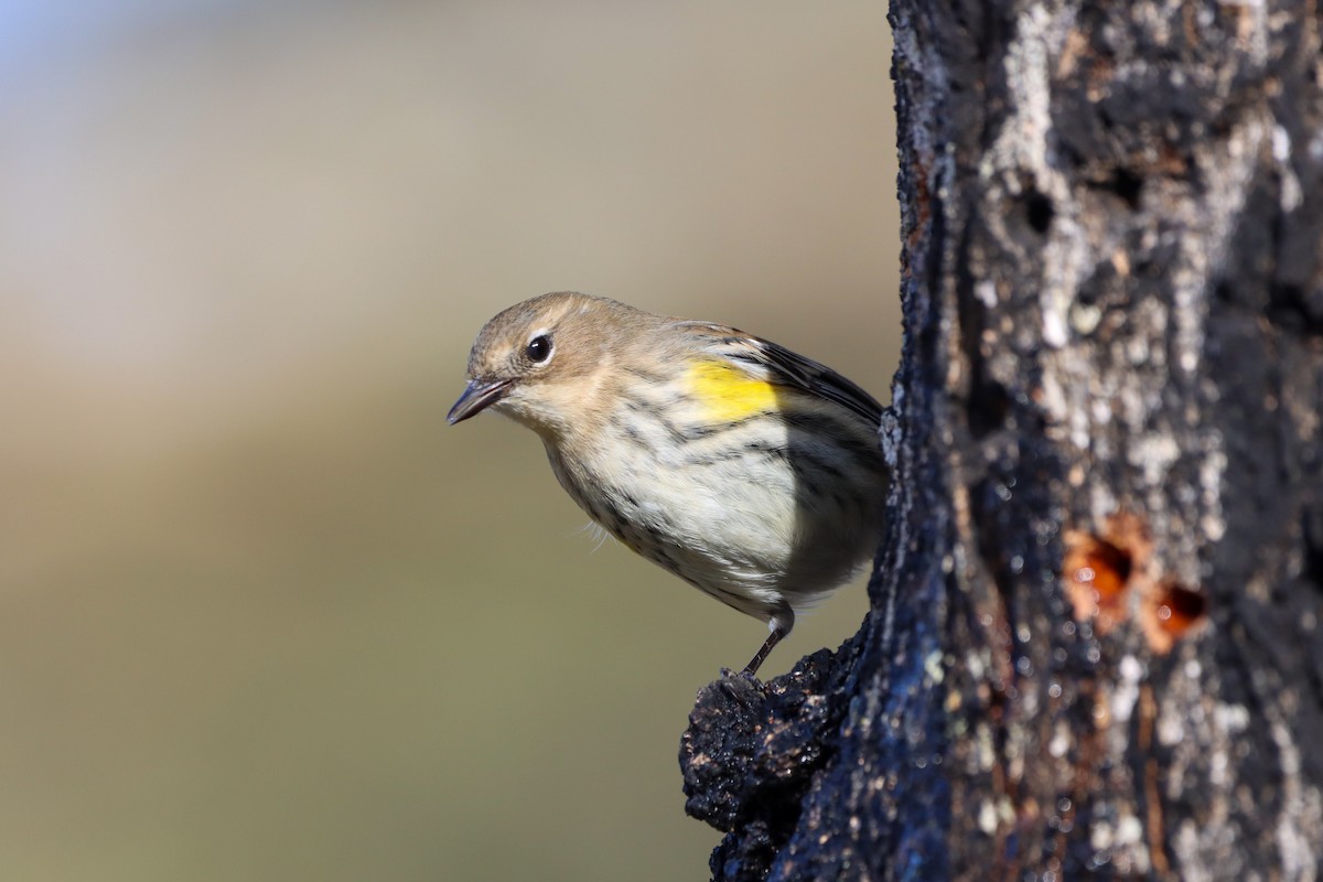 Yellow-rumped Warbler (Myrtle) - ML615338457