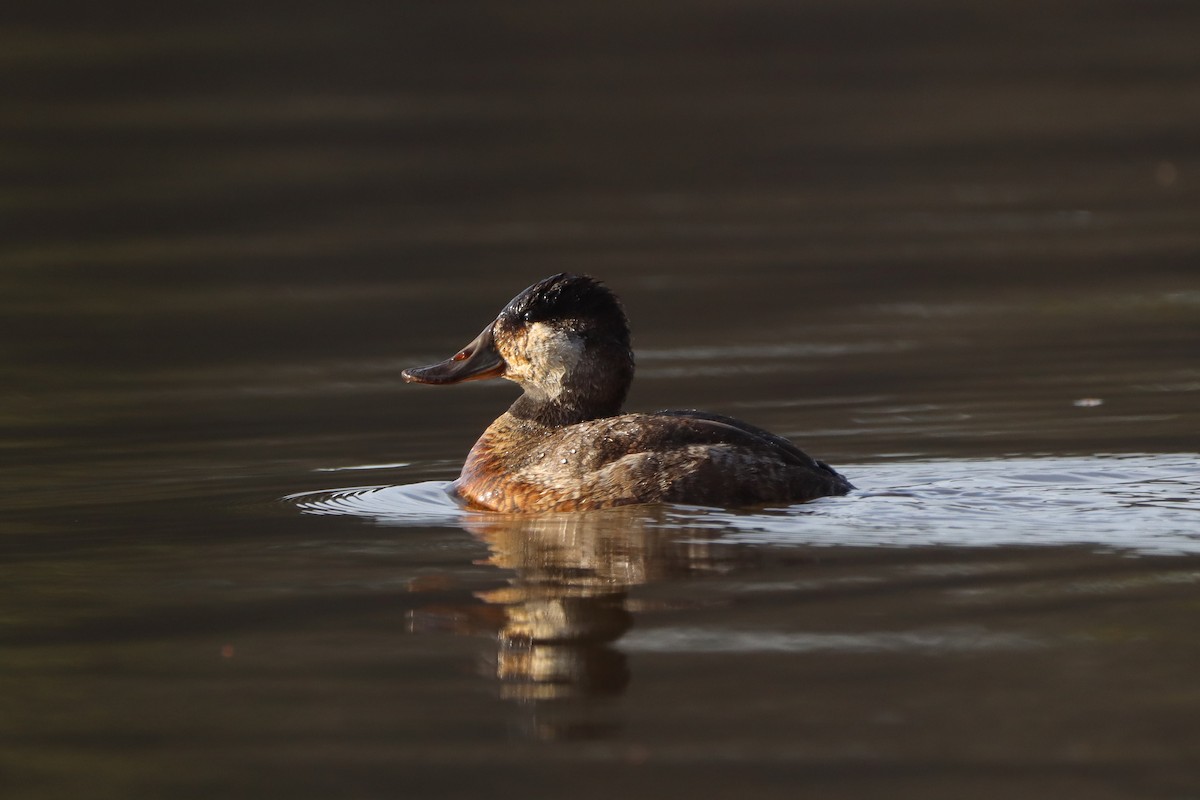 Ruddy Duck - ML615338469