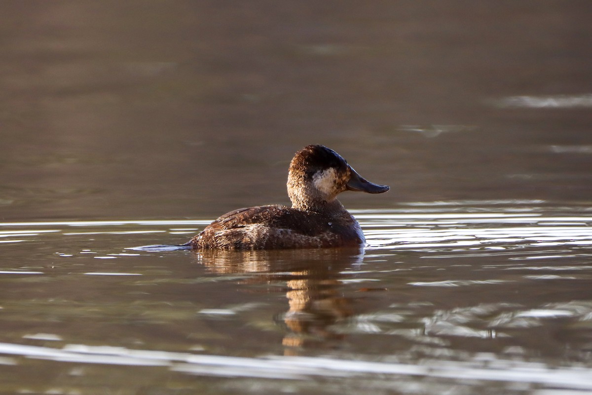 Ruddy Duck - ML615338471
