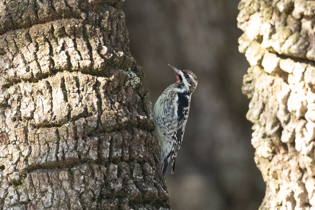 Yellow-bellied Sapsucker - Tommy Mullen