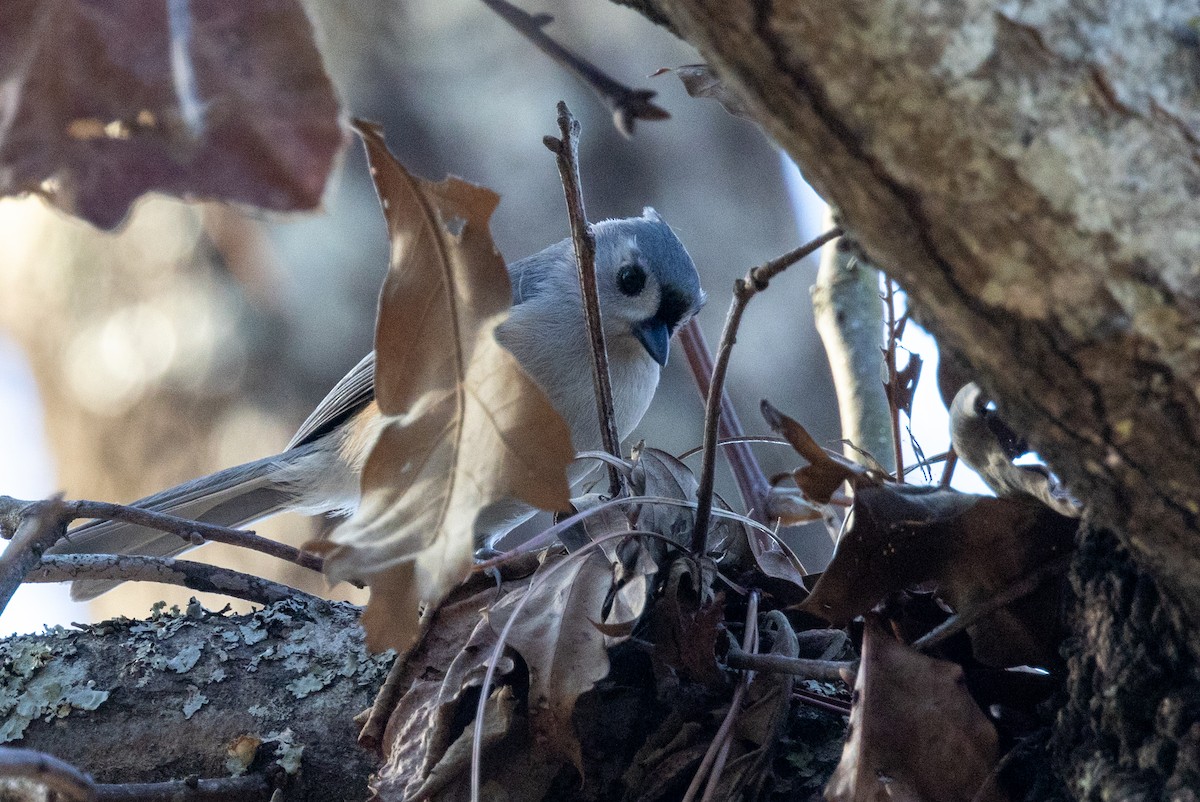 Tufted Titmouse - Tommy Mullen
