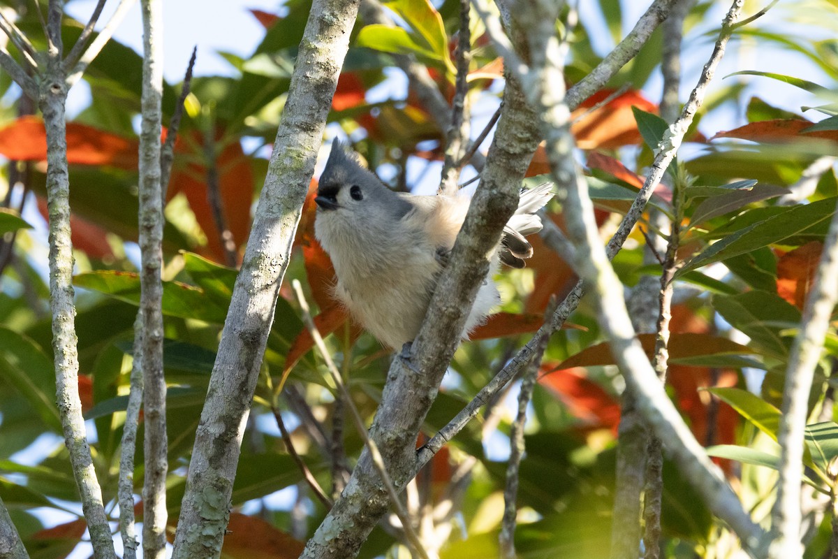 Tufted Titmouse - Tommy Mullen