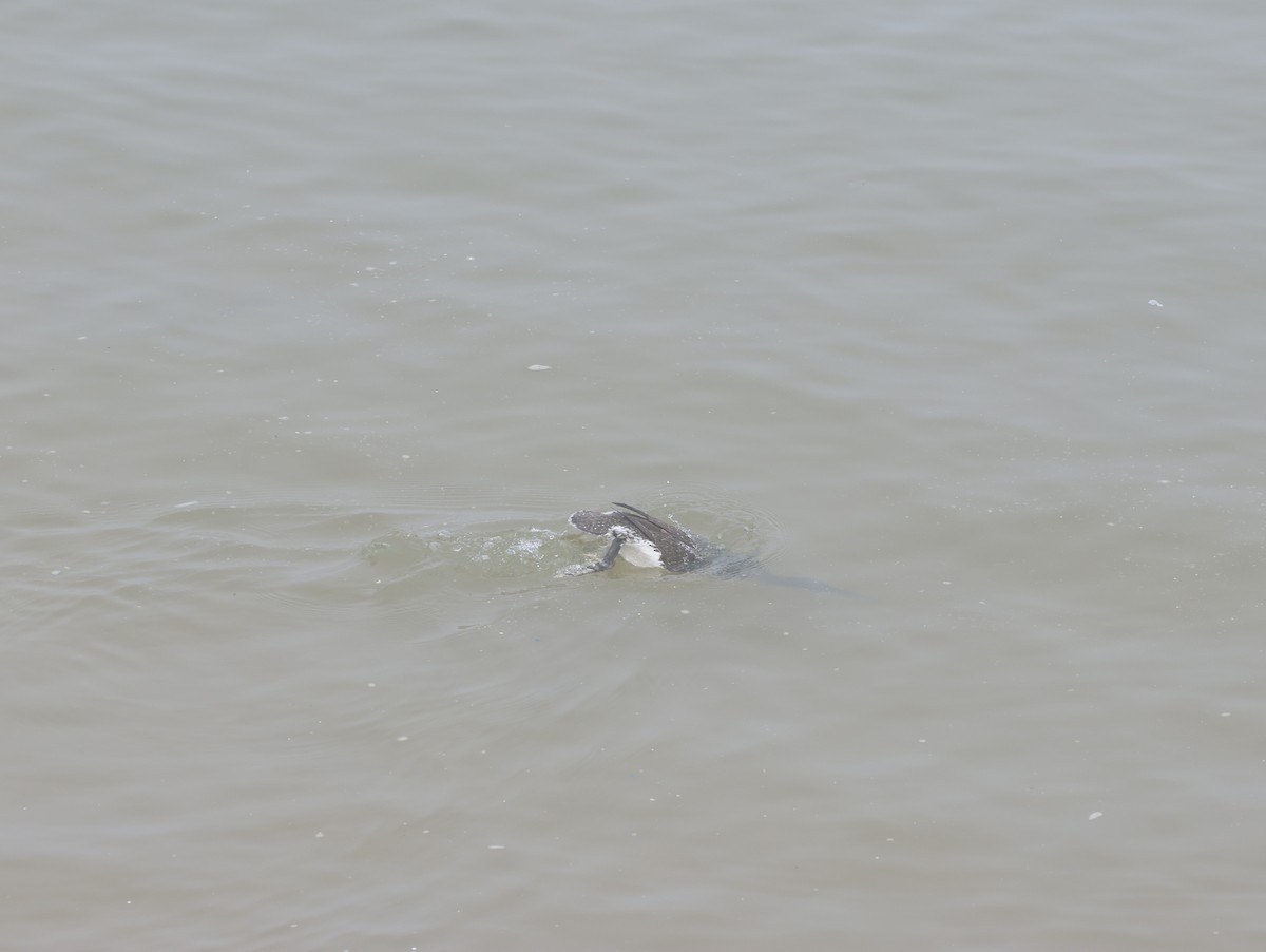 Red-throated Loon - ML615338543