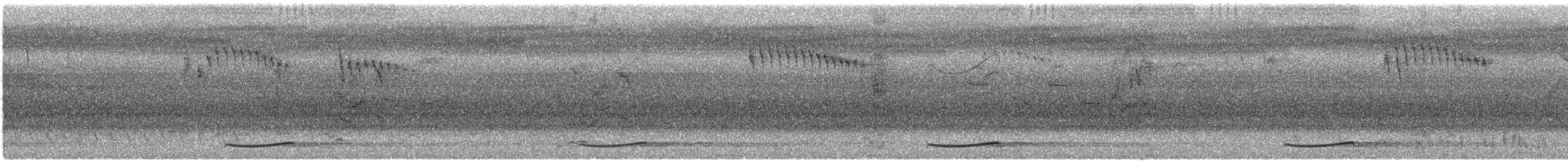 Pasifik Koeli (cyanocephalus/subcyanocephalus) - ML615338594