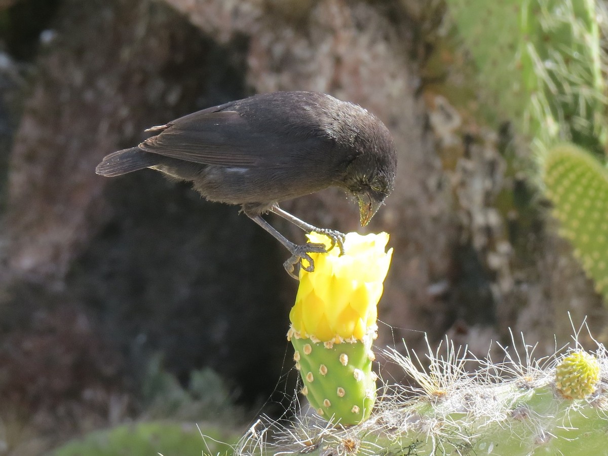 galapagos finch sp. - ML615338603