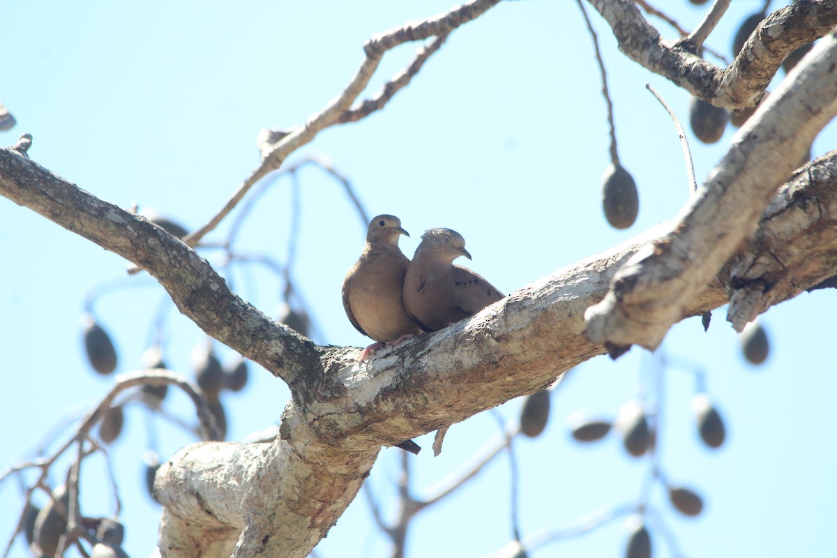 Plain-breasted Ground Dove - ML615338630