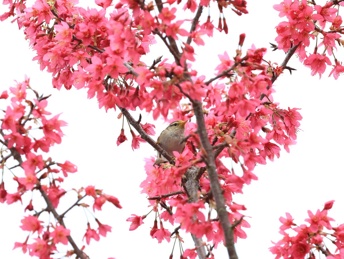 Yellow-browed Warbler - ML615338639