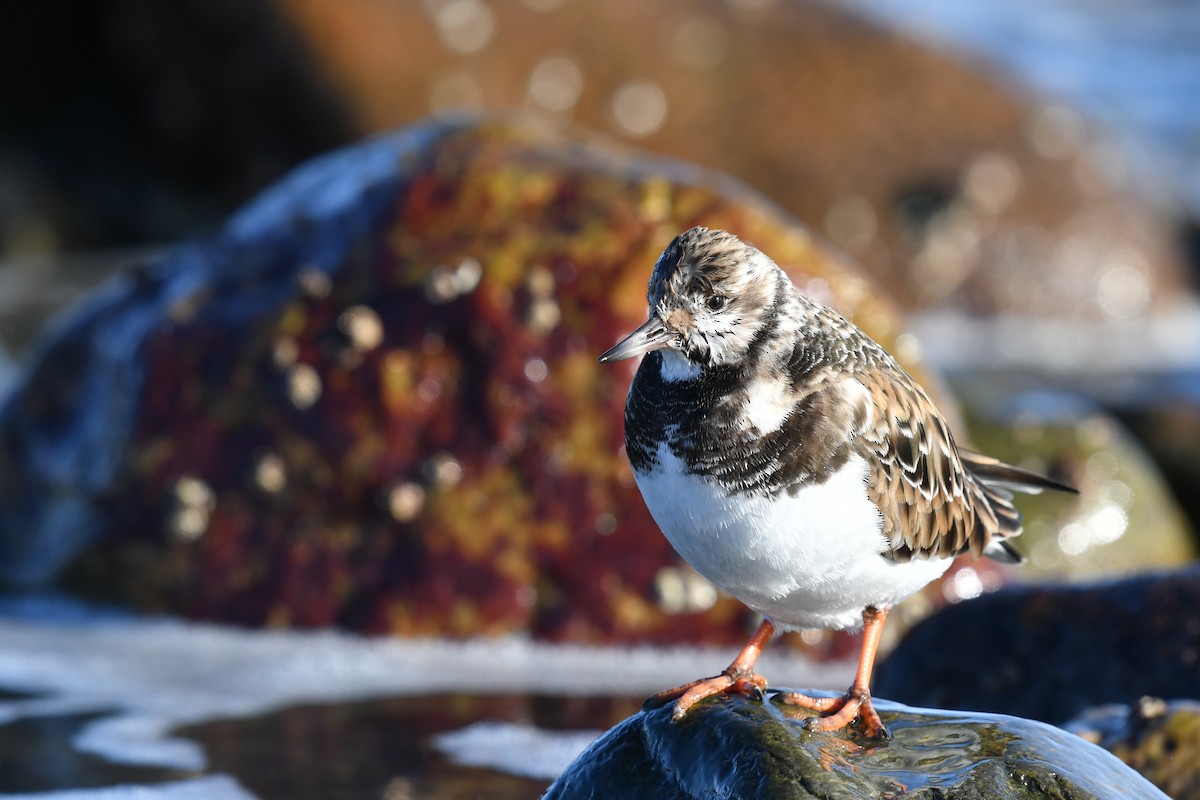 Ruddy Turnstone - Feipeng Huang