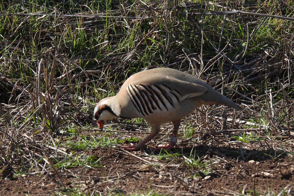 Chukar - ML615338662