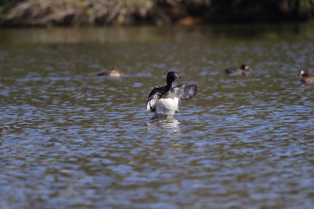 Ring-necked Duck x scaup sp. (hybrid) - Toby Fowler