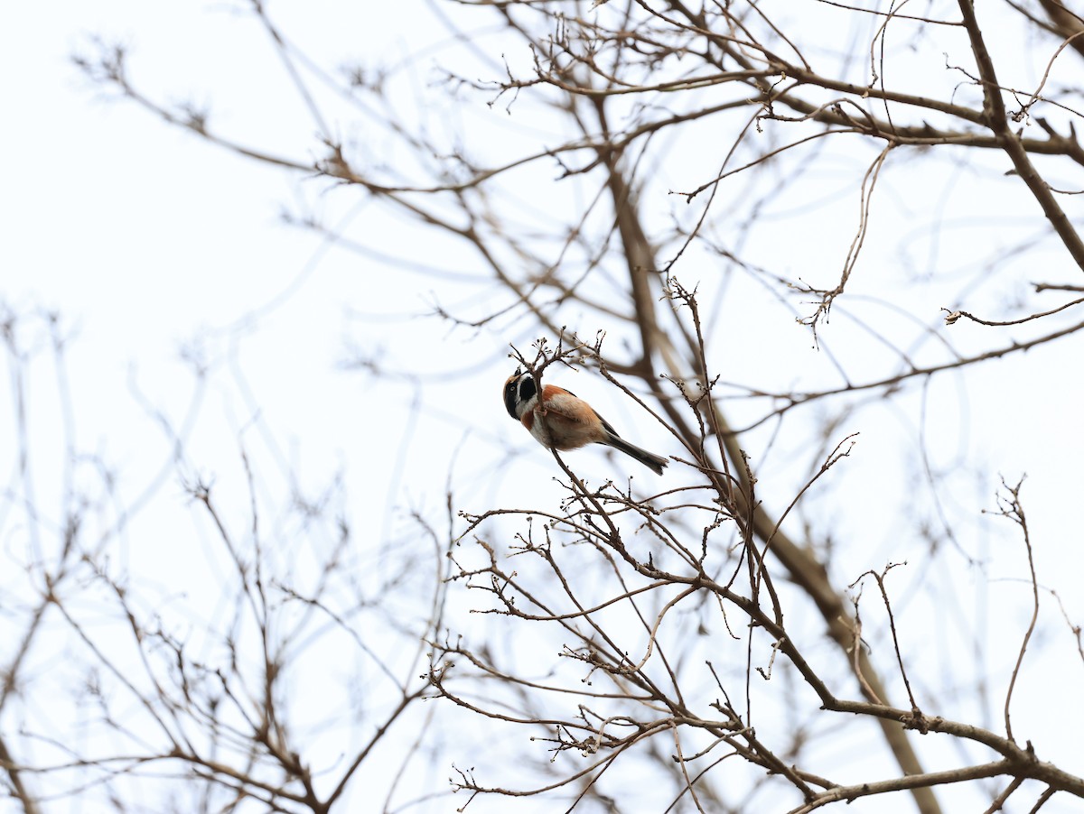 Black-throated Tit - ML615338670