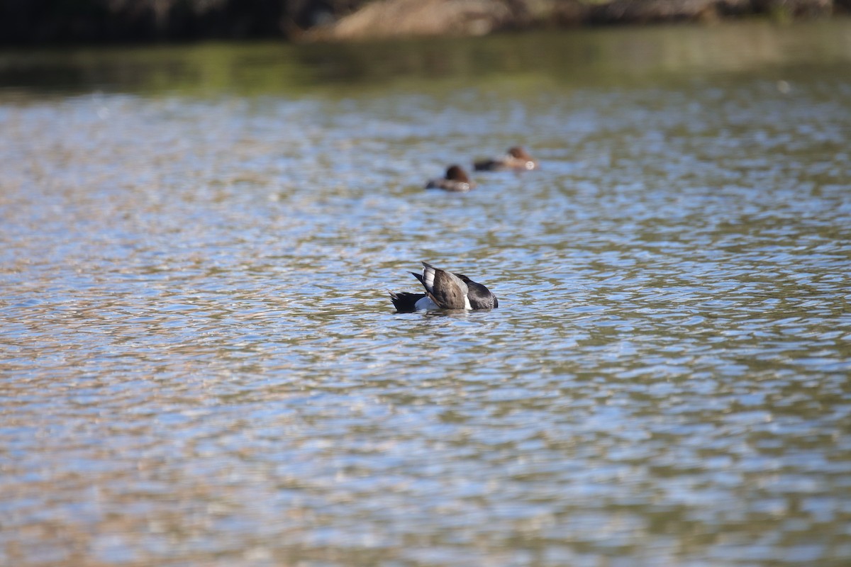 Ring-necked Duck x scaup sp. (hybrid) - ML615338687